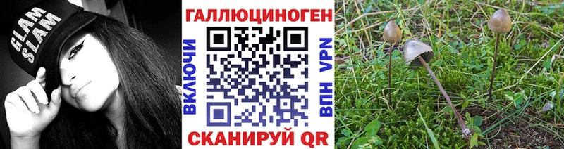 Галлюциногенные грибы Psilocybe  Жирновск 